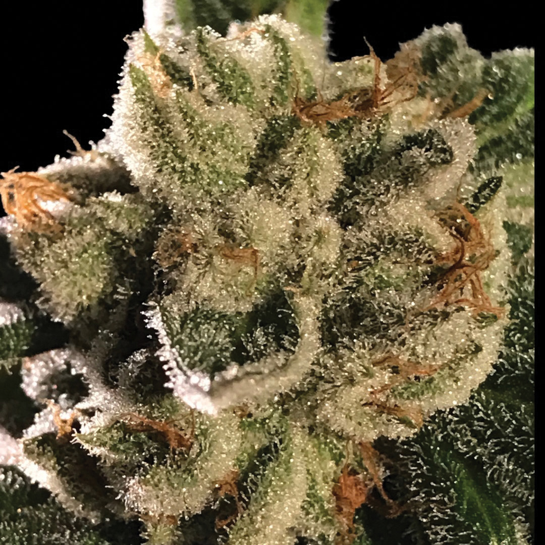 Close up macro of JD 14 Cannabis Flower showing dense OG Kush resin, heavy trichomes, and bright orange pistils