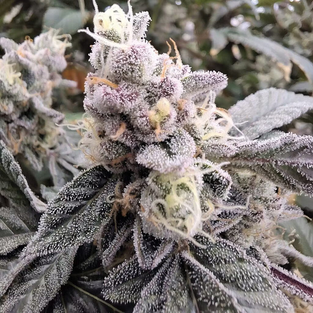 Close up macro of Bickett OG Cannabis Flower with heavy trichomes, dark purple leaves, and thick resin coverage