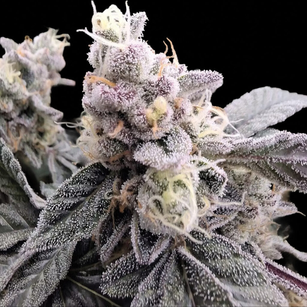 Bickett OG Cannabis Flower bud shot featuring frosted purple buds, white resin heads, and thick sugary trichomes