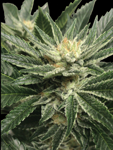 Lemon Tree Cannabis Flower with dense buds, frosty trichomes, and bright green sugar leaves