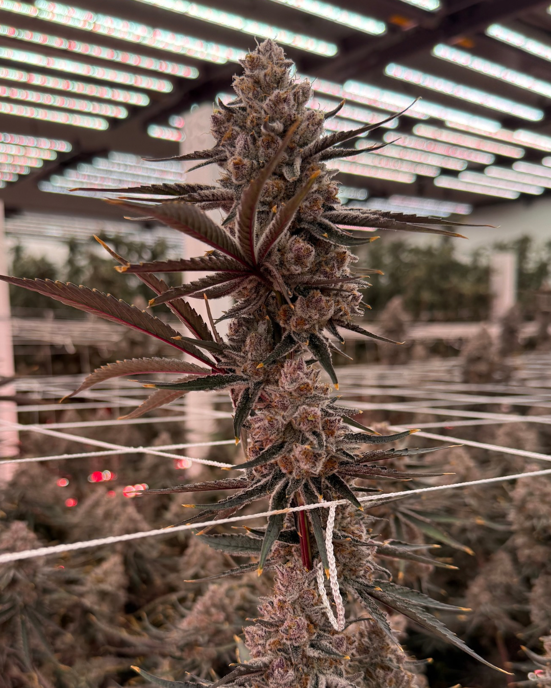 Watermelon Z Bubblegum Slips