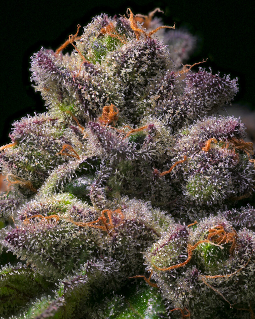 A mature Banana Hammock cannabis bud featuring dense purple calyxes and bright orange hairs.