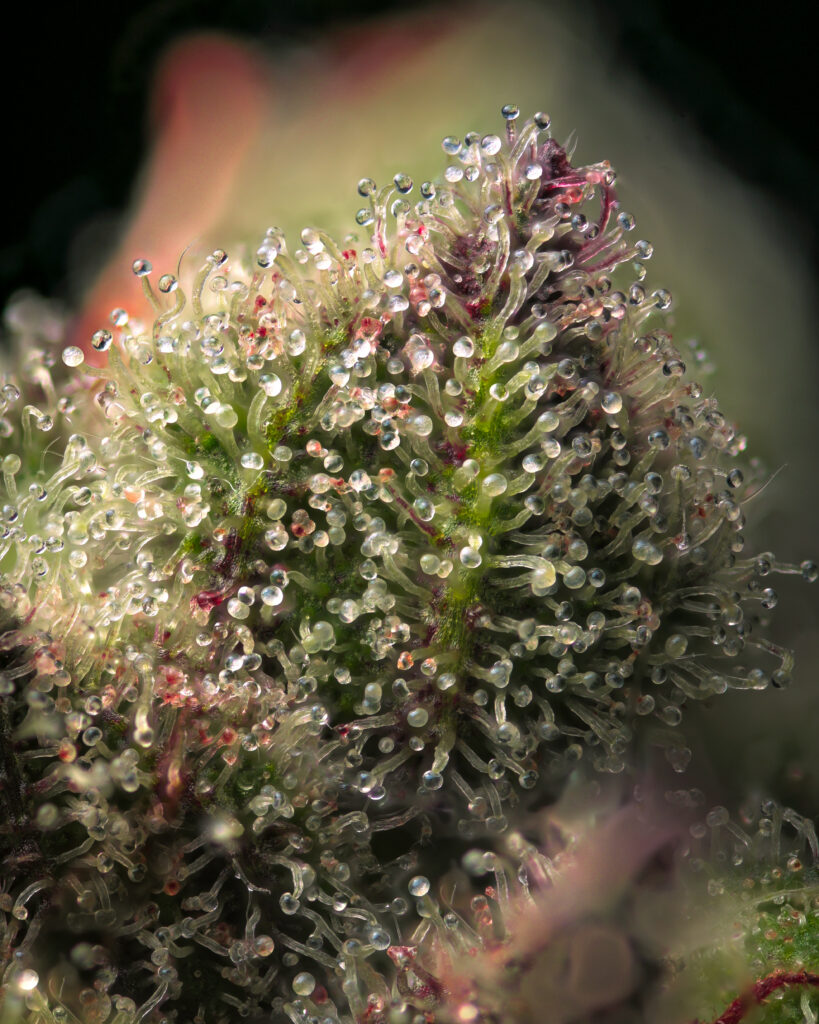 Extreme macro of Banana Hammock cannabis trichomes with clear and milky resin heads on a purple bract.