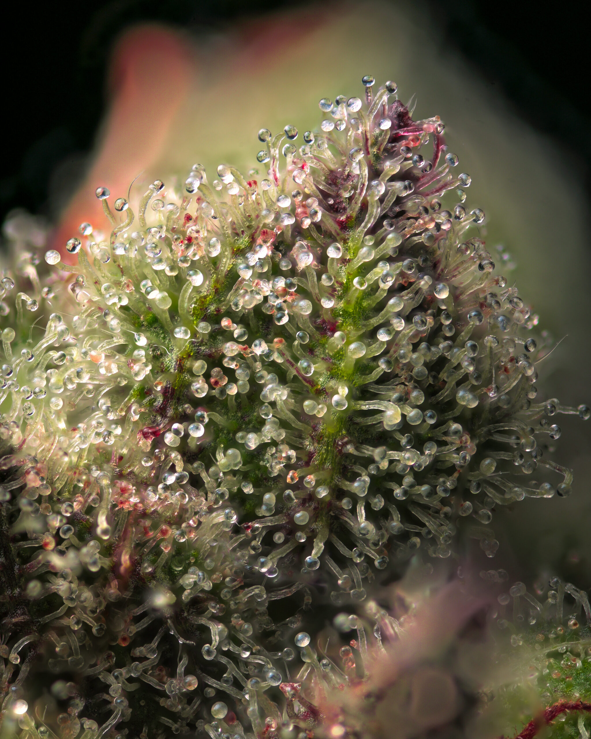 Extreme macro of Banana Hammock cannabis trichomes with clear and milky resin heads on a purple bract.