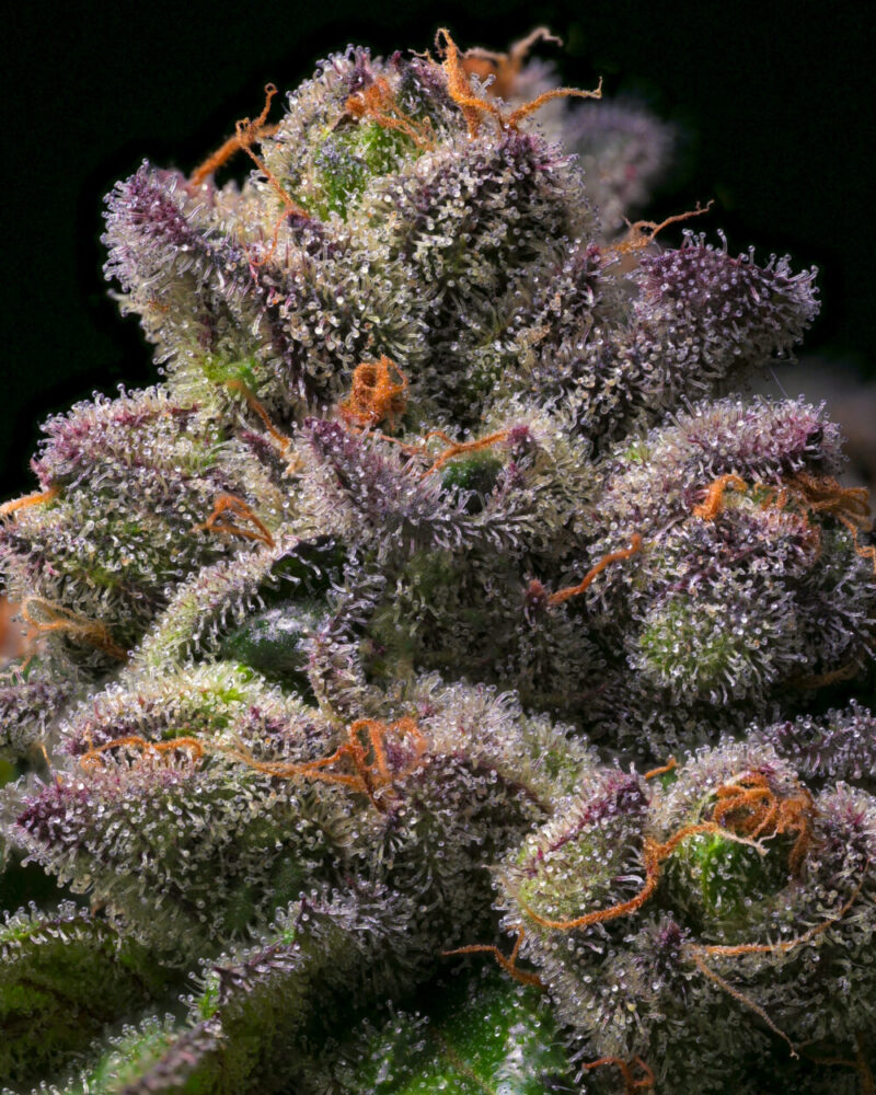 A mature Banana Hammock cannabis bud featuring dense purple calyxes and bright orange hairs.