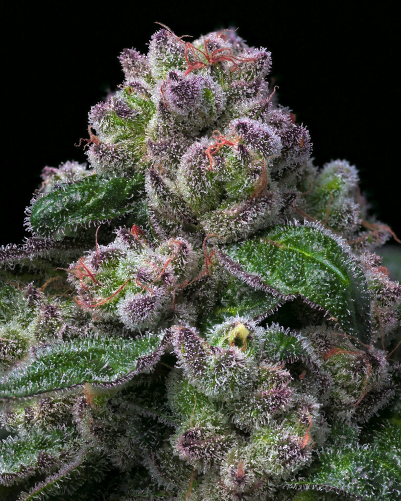 Maple Budder feminized cannabis flower showing dense purple buds and white trichomes