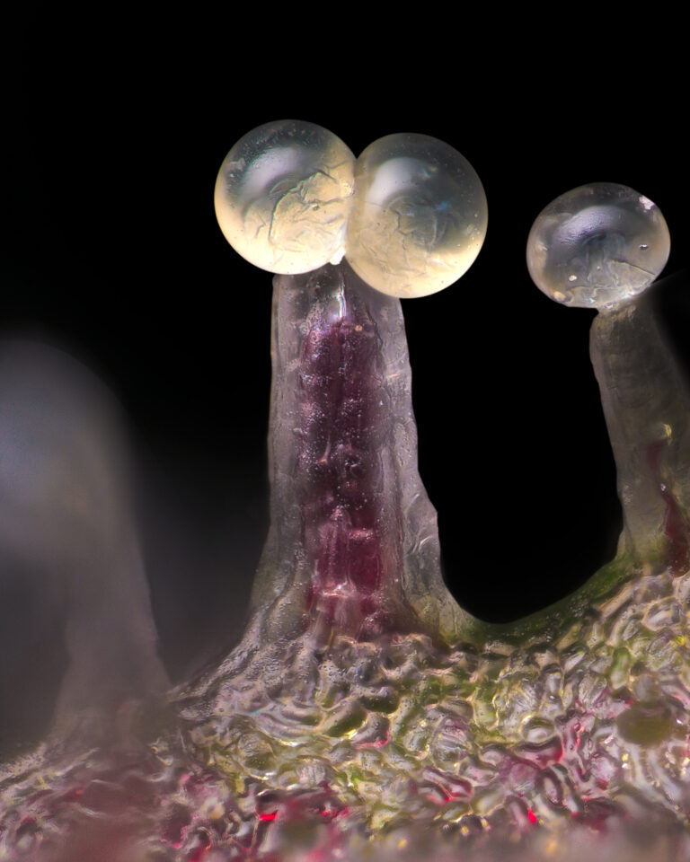 Thorn's Hamma trichomes under 20x microscope showing purple stalks and clear heads