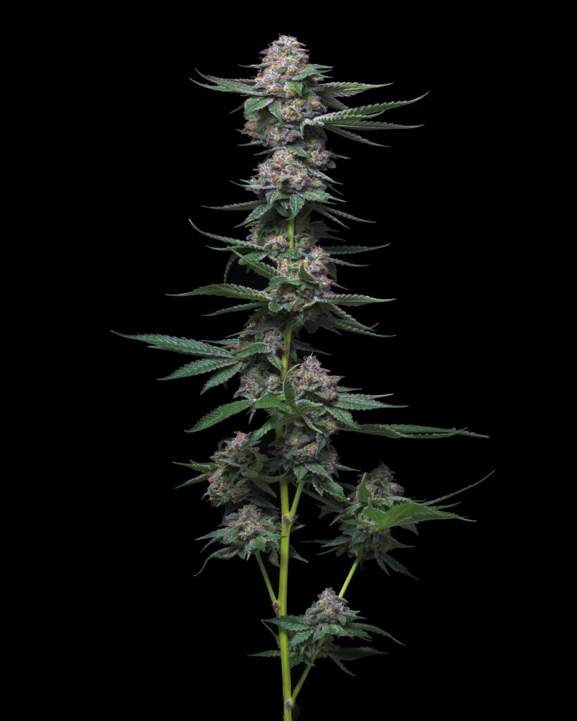 Mac Hamma full cannabis plant showing tall structure with purple-tinted buds on black background
